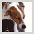 DOG FACE