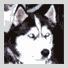 DOG FACE